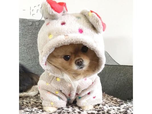 πομερανικό